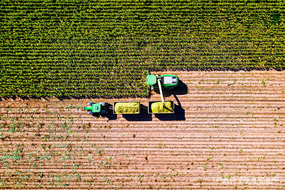 Post-Harvest Maintenance Tips